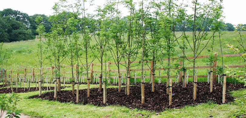 How to Stake a Tree