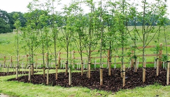 How to Stake a Tree