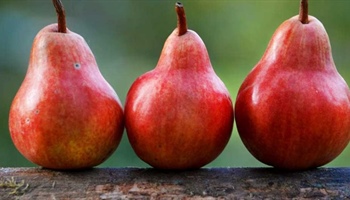 Fruit Pests & Disease Control