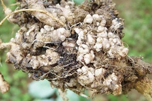 What is Club Root Disease?