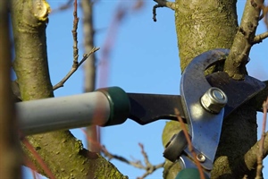 Pruning Fruit Trees