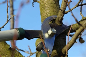 Pruning Fruit Trees