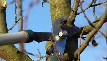 Pruning Fruit Trees