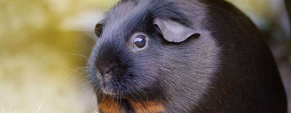 Guinea Pigs