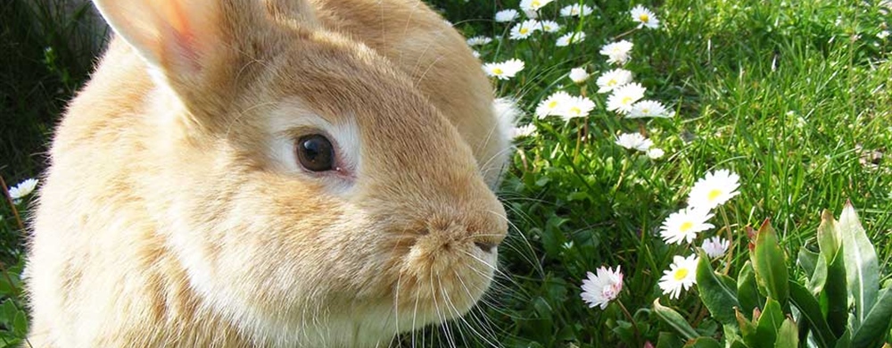 Rabbit Care Guide