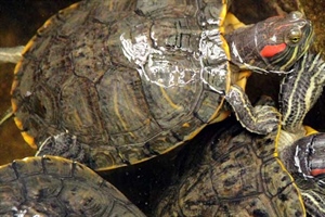 Red Eared Turtles Care Guide