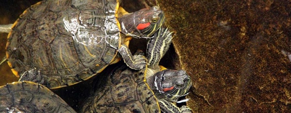 Red Eared Turtles Care Guide