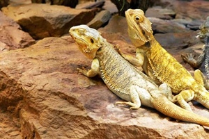 Bearded Dragon