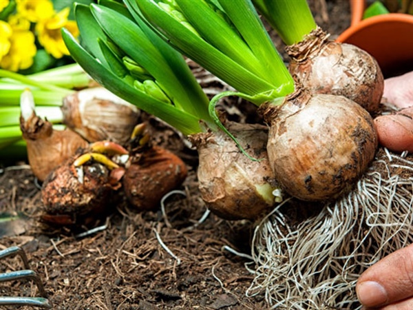 March Gardening