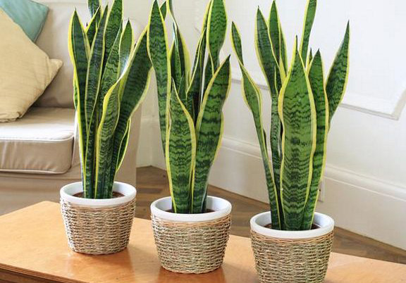 planter hanging hooks Hanging Planter Wall Hook, Macrame Plant Hanger Hook, Eco-Friendly Indoor  Plant Holder, Boho Plant Wall Cottagecore Decor, Curved Hook – Rosebud  HomeGoods main image 1