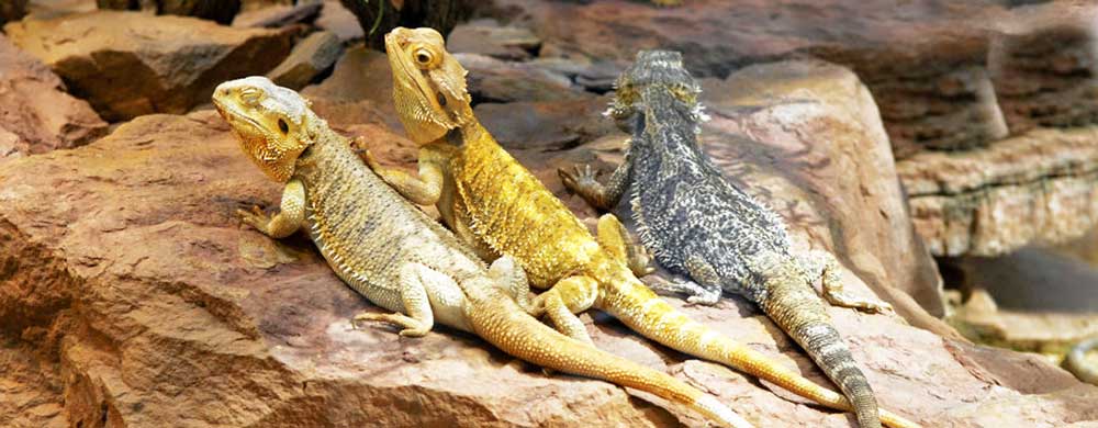 15 Bearded Dragon Behaviors and What They Could Mean – Dragon's Diet