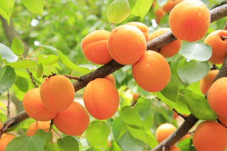 Apricot tree Apricot tree