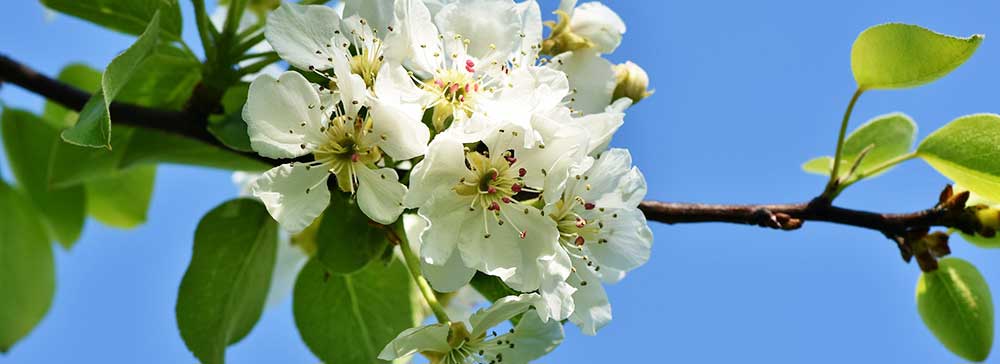 Apple blossom Apple blossom