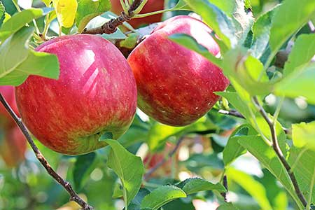 Apple tree Apple tree