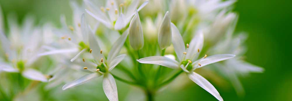 Garlic flower Garlic flower