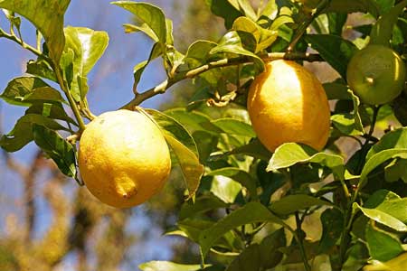 Lemons Lemons