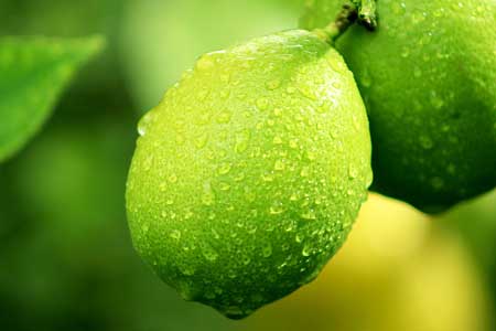 Limes Limes
