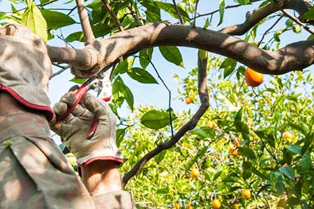 Pruning fruit trees