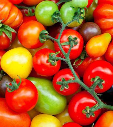Tomato varieties Tomato varieties