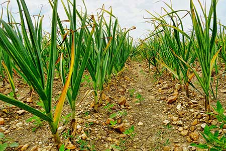 Garlic field