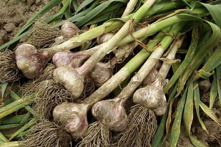 garlic bulbs garlic bulbs