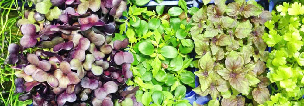 microgreens tray microgreens tray