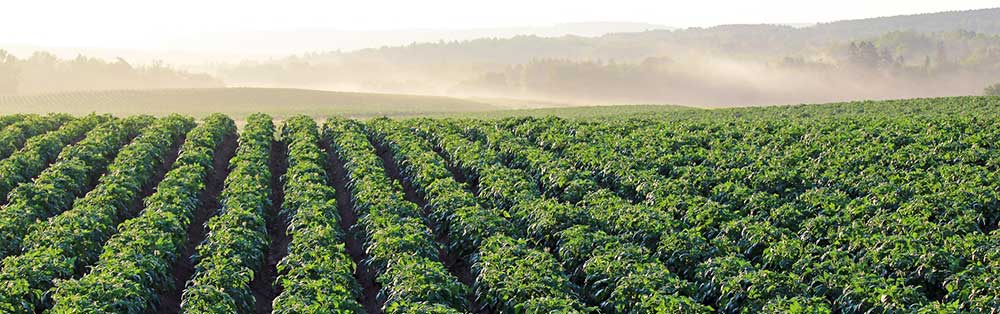 Potato field