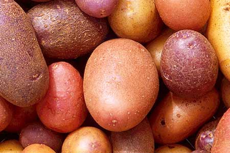 Potato varieties Potato varieties