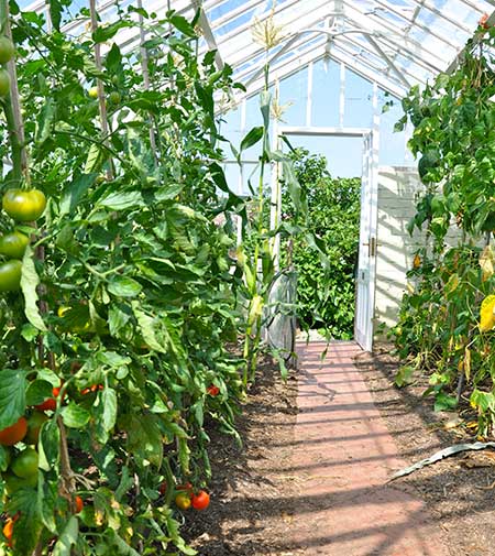 Tomato glasshouse