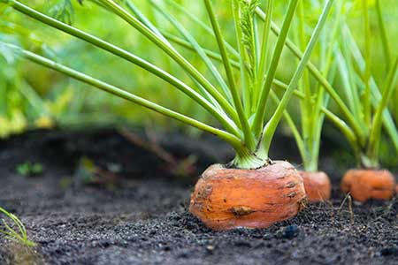 vegetables carrot vegetables carrot