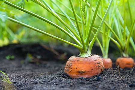 vegetables carrot