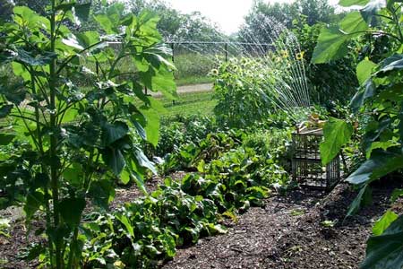 vegetable garden watering vegetable garden watering