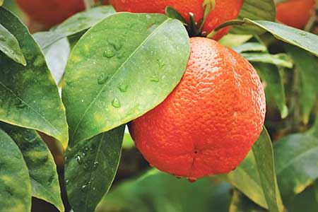 Oranges Oranges
