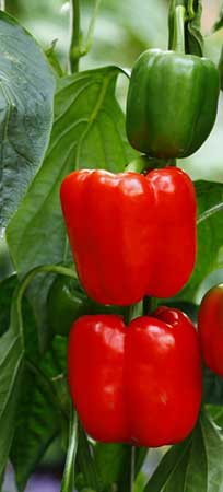 Bell-peppers-capsicum Bell-peppers-capsicum