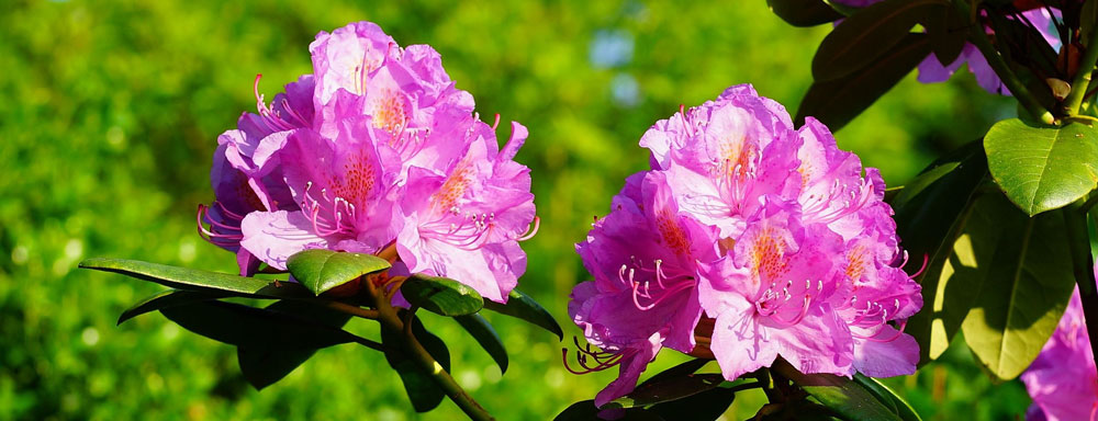 Rhododendron Azalea Rhododendron Azalea