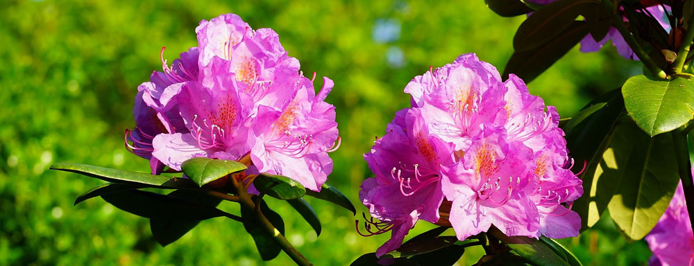 Rhododendron Azalea