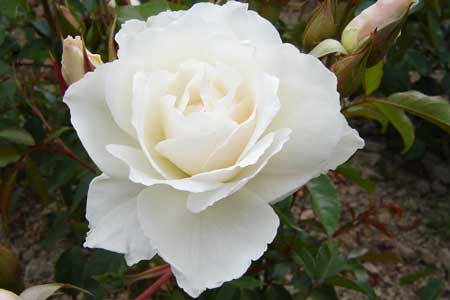Rose white Rose white