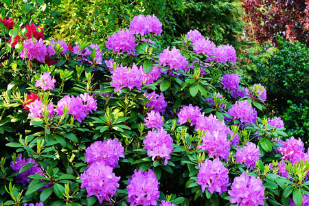 Azalea Rhododendron Bush