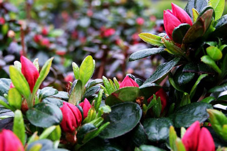 Azalea bush Azalea bush