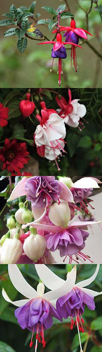 Fuchsia varieties Fuchsia varieties