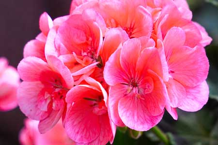 Geranium Geranium