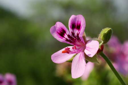 Pelargonium Pelargonium