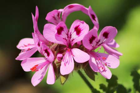 Pelargonium Pelargonium