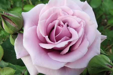 Mauve rose