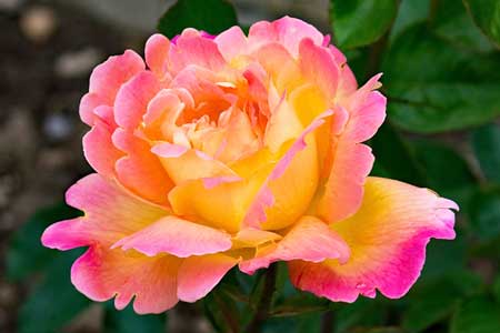 Rose hybrid Rose hybrid