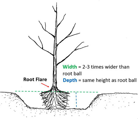 Correct hole depth and width for tree planting