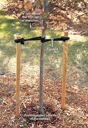 Staking and tying trees Staking and tying trees