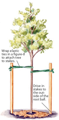 Tree ties and stakes Tree ties and stakes