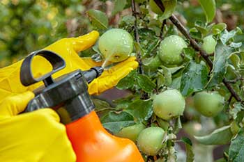 spraying fruit spraying fruit