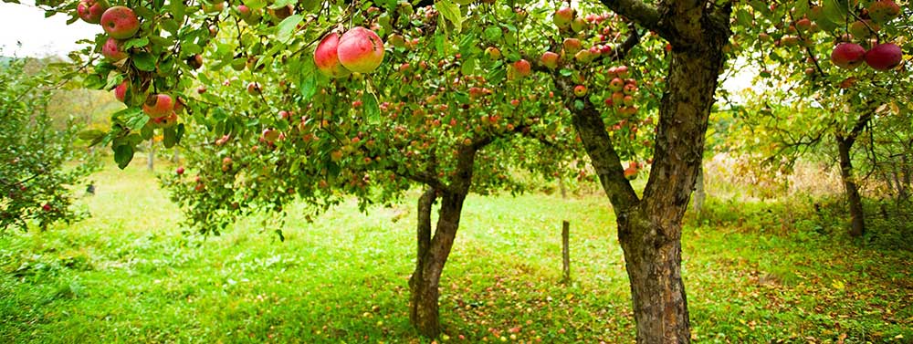 apple tree orchard apple tree orchard